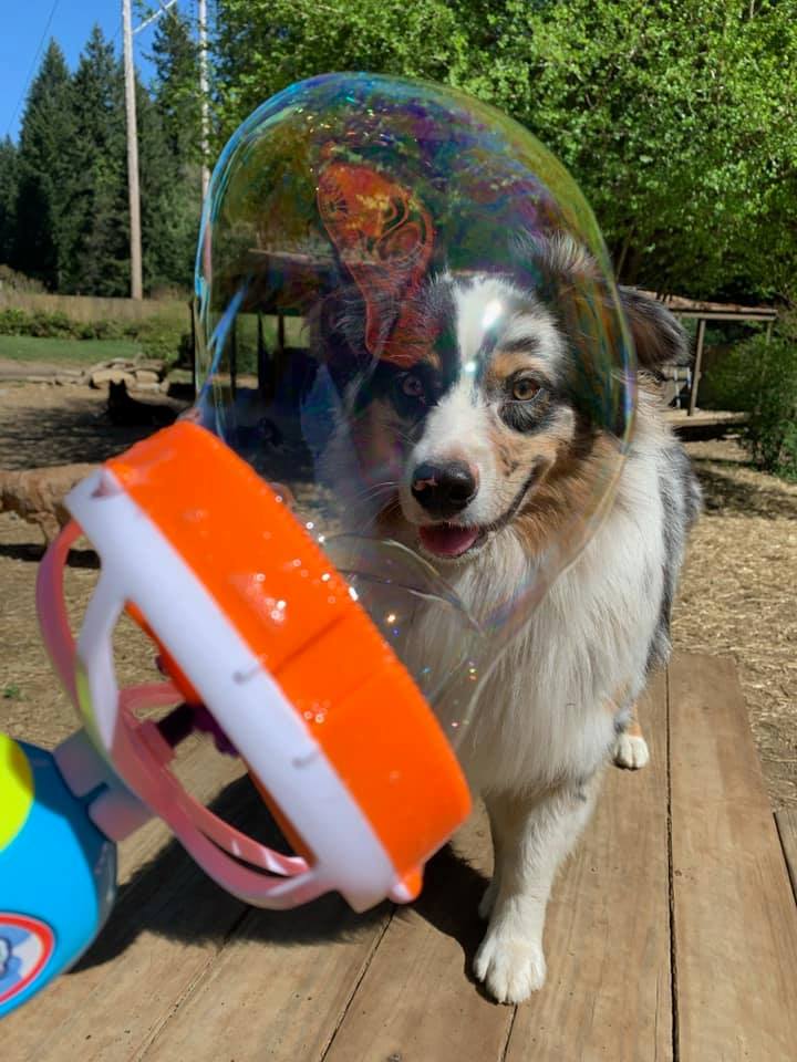 A dog is playing with a bubble ball