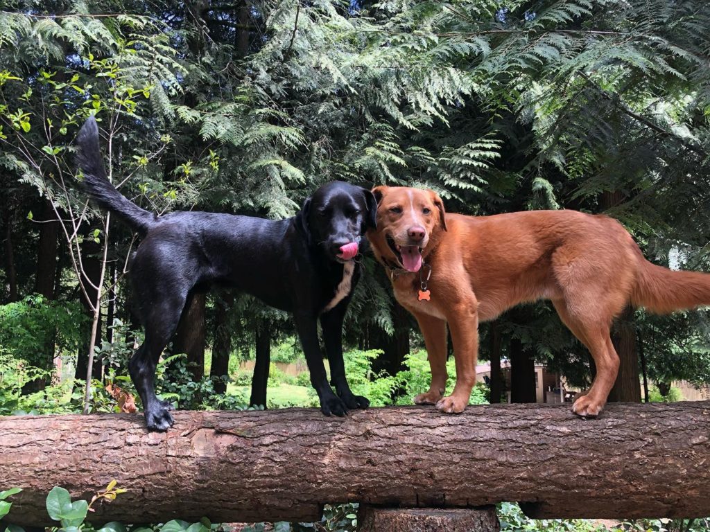 Two dogs standing on a log in the woods