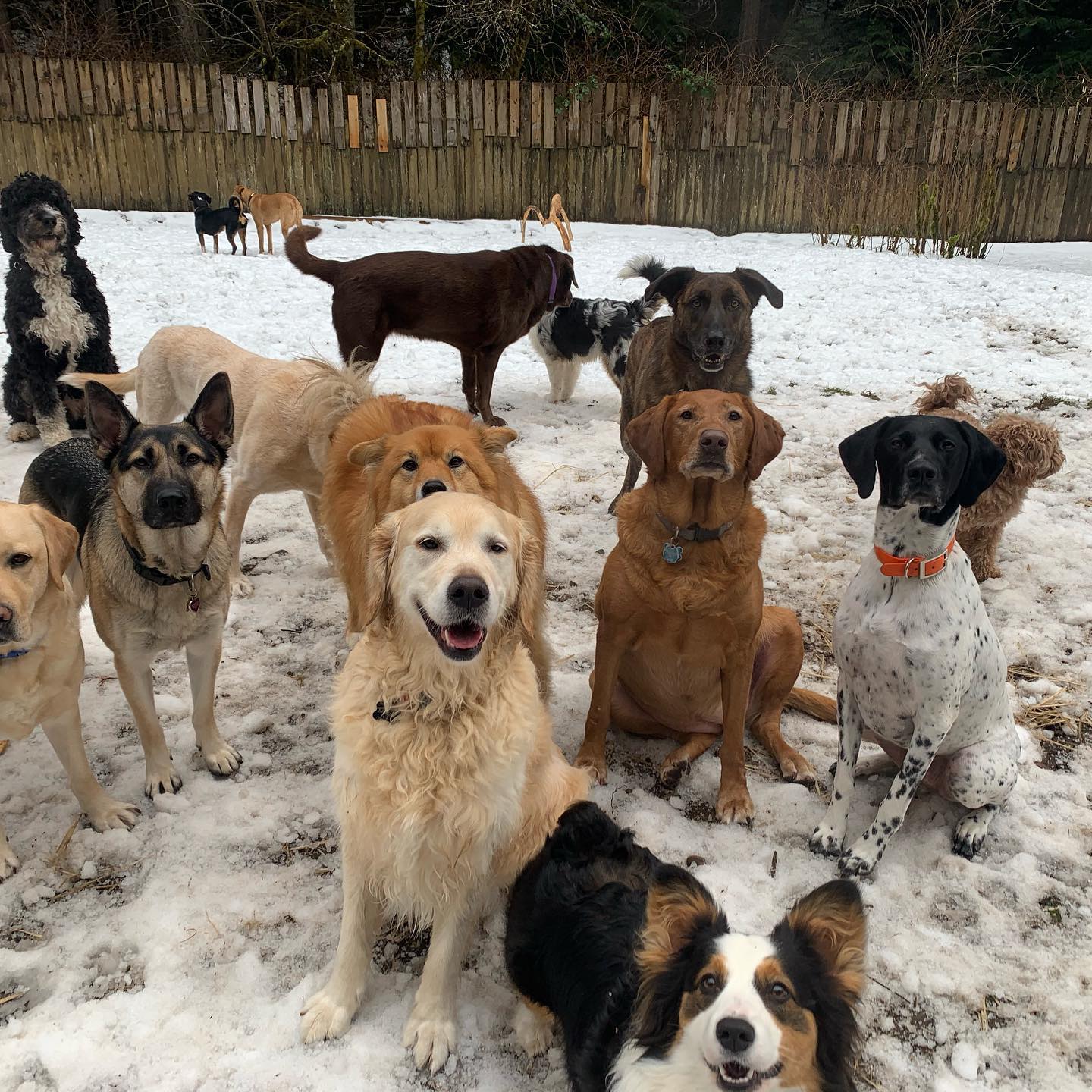 A group of dogs standing in the snow