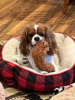 A cute dog sitting and playing on the soft dog bed