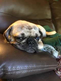 A small pug dog laying on a leather couch